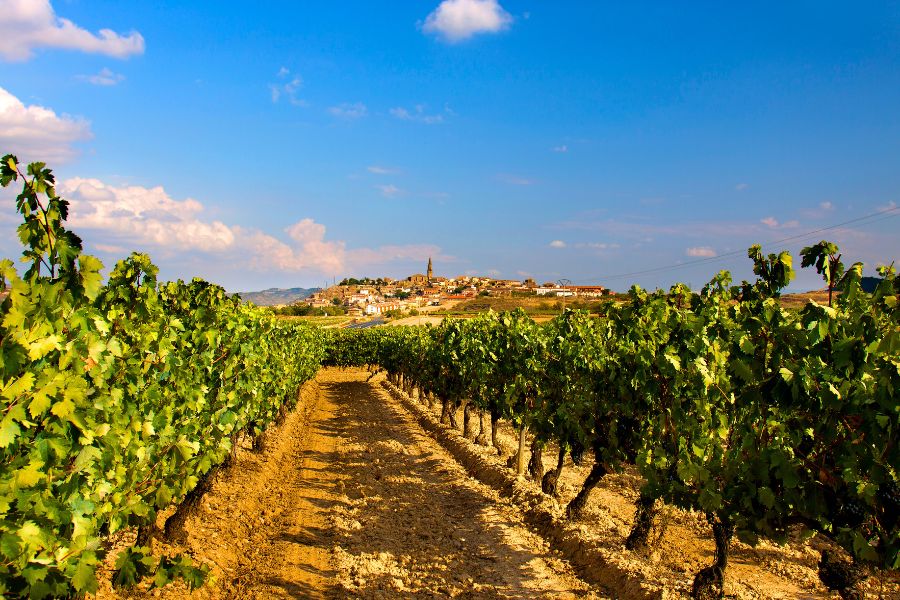 Food and Wine Tours Spain: The Complete Guide for Every Traveller