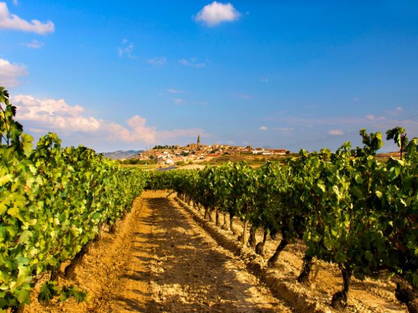 A Complete Guide to La Rioja Wine Tour from Madrid for Driving and Wine Tasting